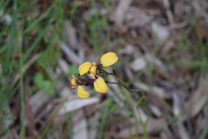 Diuris - Orchid-donkey-WFH-Sep-2018p0002.JPG